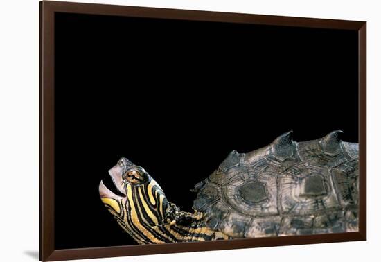 Graptemys Nigrinoda (Black-Knobbed Map Turtle)-Paul Starosta-Framed Photographic Print