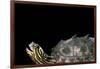 Graptemys Nigrinoda (Black-Knobbed Map Turtle)-Paul Starosta-Framed Photographic Print