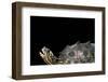Graptemys Nigrinoda (Black-Knobbed Map Turtle)-Paul Starosta-Framed Photographic Print