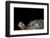 Graptemys Nigrinoda (Black-Knobbed Map Turtle)-Paul Starosta-Framed Photographic Print