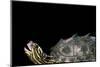 Graptemys Nigrinoda (Black-Knobbed Map Turtle)-Paul Starosta-Mounted Photographic Print