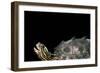 Graptemys Nigrinoda (Black-Knobbed Map Turtle)-Paul Starosta-Framed Photographic Print