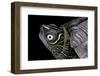 Graptemys Pseudogeographica (False Map Turtle)-Paul Starosta-Framed Photographic Print