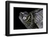 Graptemys Pseudogeographica (False Map Turtle)-Paul Starosta-Framed Photographic Print