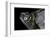 Graptemys Pseudogeographica (False Map Turtle)-Paul Starosta-Framed Photographic Print