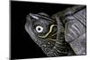 Graptemys Pseudogeographica (False Map Turtle)-Paul Starosta-Mounted Photographic Print