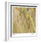 Grass 38-Ken Bremer-Framed Limited Edition