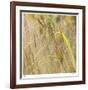 Grass 38-Ken Bremer-Framed Limited Edition