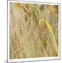 Grass 38-Ken Bremer-Mounted Limited Edition