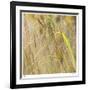 Grass 38-Ken Bremer-Framed Limited Edition