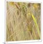 Grass 38-Ken Bremer-Mounted Limited Edition