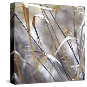Grass 9-Ken Bremer-Stretched Canvas