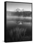 Grass Along Shore of Reflection Lake, Mount Rainier National Park, Washington, USA-Adam Jones-Framed Stretched Canvas