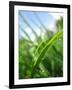 Grass and Dew-Carolina Hernandez-Framed Photographic Print