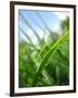 Grass and Dew-Carolina Hernandez-Framed Premium Photographic Print