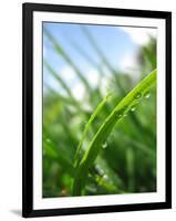 Grass and Dew-Carolina Hernandez-Framed Premium Photographic Print