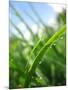 Grass and Dew-Carolina Hernandez-Mounted Premium Photographic Print