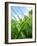 Grass and Dew-Carolina Hernandez-Framed Photographic Print