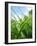 Grass and Dew-Carolina Hernandez-Framed Photographic Print