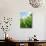 Grass and Dew-Carolina Hernandez-Photographic Print displayed on a wall
