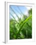Grass and Dew-Carolina Hernandez-Framed Photographic Print