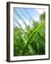 Grass and Dew-Carolina Hernandez-Framed Photographic Print