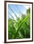 Grass and Dew-Carolina Hernandez-Framed Photographic Print