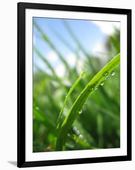 Grass and Dew-Carolina Hernandez-Framed Photographic Print