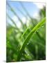 Grass and Dew-Carolina Hernandez-Mounted Photographic Print