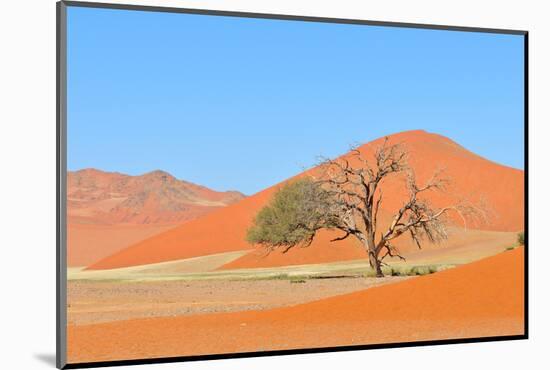 Grass and Dune Landscape near Sossusvlei, Namibia-Grobler du Preez-Mounted Premium Photographic Print