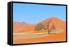 Grass and Dune Landscape near Sossusvlei, Namibia-Grobler du Preez-Framed Stretched Canvas