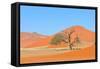 Grass and Dune Landscape near Sossusvlei, Namibia-Grobler du Preez-Framed Stretched Canvas