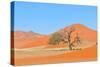 Grass and Dune Landscape near Sossusvlei, Namibia-Grobler du Preez-Stretched Canvas