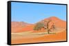 Grass and Dune Landscape near Sossusvlei, Namibia-Grobler du Preez-Framed Stretched Canvas