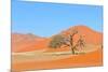 Grass and Dune Landscape near Sossusvlei, Namibia-Grobler du Preez-Mounted Photographic Print