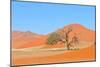 Grass and Dune Landscape near Sossusvlei, Namibia-Grobler du Preez-Mounted Photographic Print