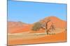 Grass and Dune Landscape near Sossusvlei, Namibia-Grobler du Preez-Mounted Photographic Print