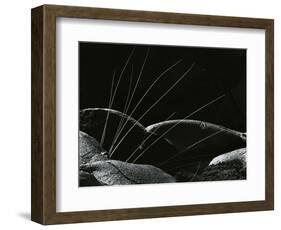 Grass and Lava, Hawaii, 1982-Brett Weston-Framed Photographic Print