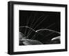 Grass and Lava, Hawaii, 1982-Brett Weston-Framed Photographic Print