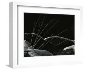 Grass and Lava, Hawaii, 1982-Brett Weston-Framed Photographic Print