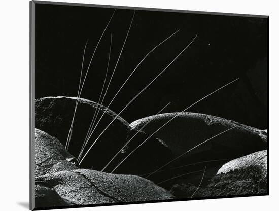 Grass and Lava, Hawaii, 1982-Brett Weston-Mounted Photographic Print