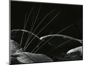 Grass and Lava, Hawaii, 1982-Brett Weston-Mounted Photographic Print