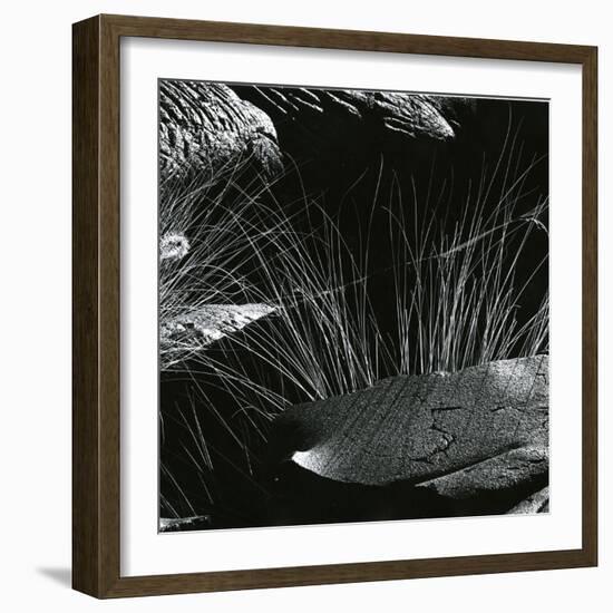 Grass and Lava, Hawaii, c. 1980-Brett Weston-Framed Photographic Print