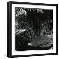 Grass and Lava, Hawaii, c. 1980-Brett Weston-Framed Photographic Print