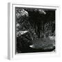 Grass and Lava, Hawaii, c. 1980-Brett Weston-Framed Photographic Print