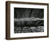 Grass and Lava, Hawaii, c. 1980-Brett Weston-Framed Photographic Print