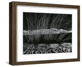 Grass and Lava, Hawaii, c. 1980-Brett Weston-Framed Photographic Print