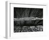 Grass and Lava, Hawaii, c. 1980-Brett Weston-Framed Photographic Print