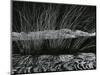 Grass and Lava, Hawaii, c. 1980-Brett Weston-Mounted Photographic Print