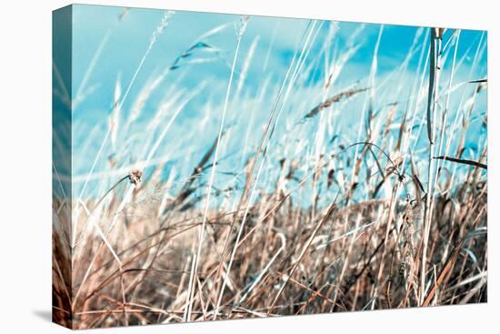 Grass and Reeds 4482-Rica Belna-Stretched Canvas